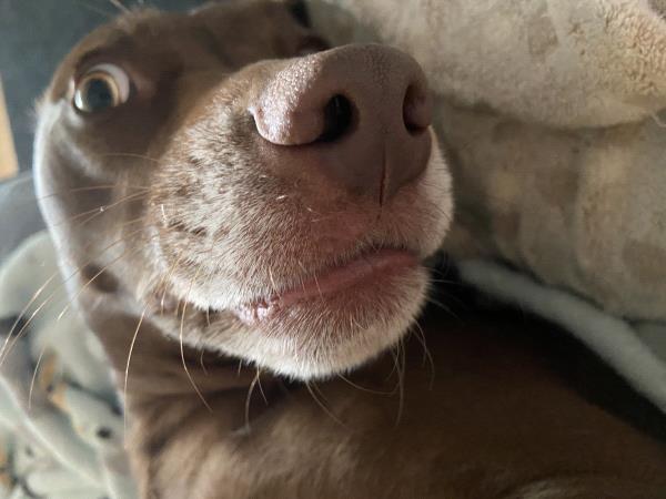 /Images/uploads/Louies Legacy Animal Rescue/cutest-rescue-pet-2023/entries/28075thumb.jpg